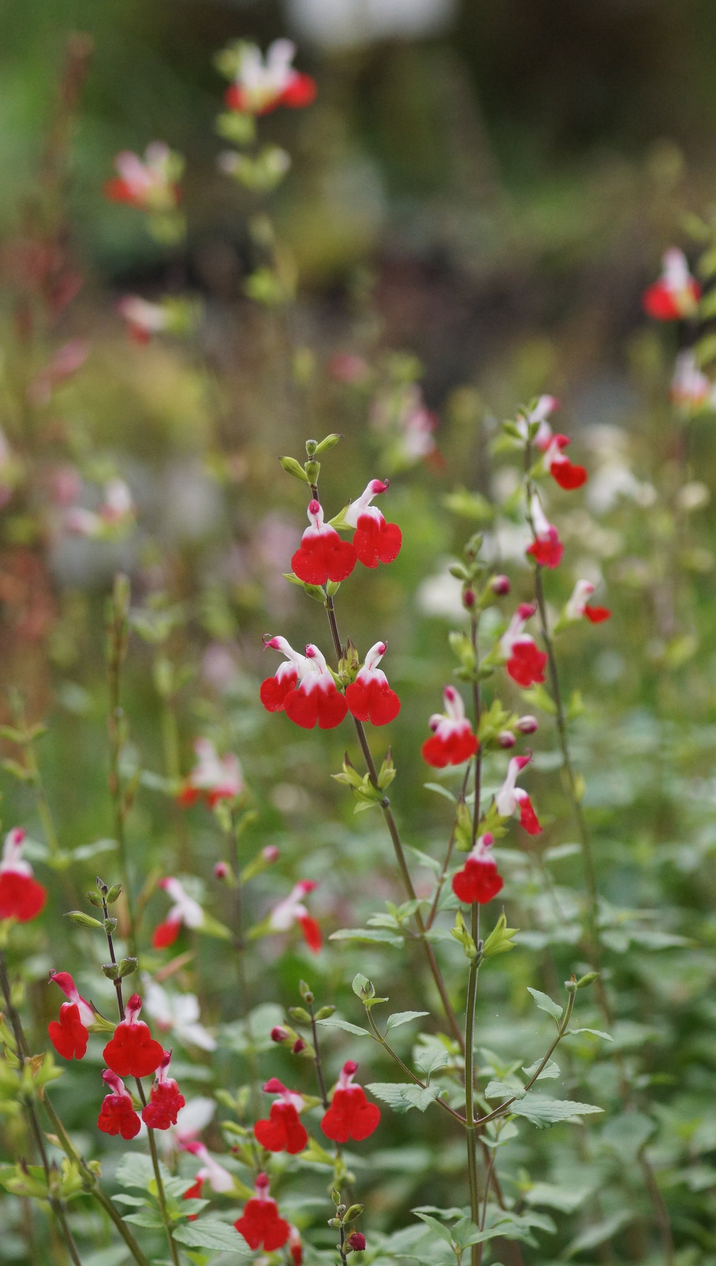 Salvia microphylla 'Hot Lips' - Johannisbeer-Salbei