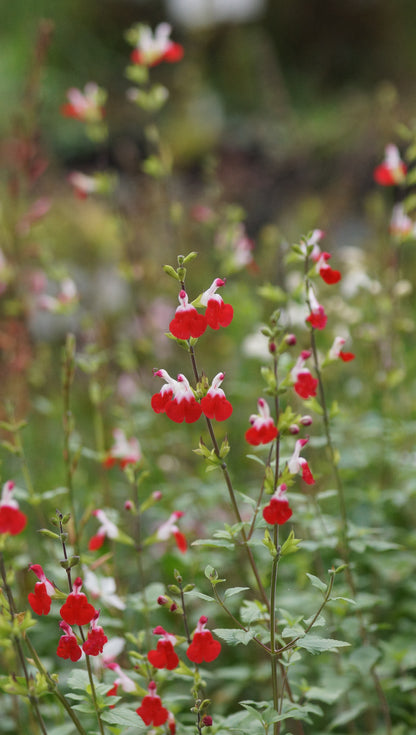 Salvia microphylla 'Hot Lips' - Johannisbeer-Salbei
