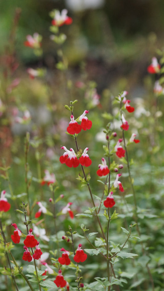 Salvia microphylla 'Hot Lips' - Johannisbeer-Salbei