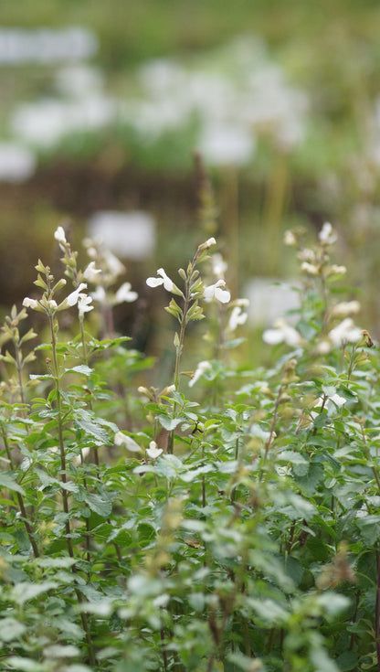 Salvia microphylla 'Gletsjer' - Weisser Johannisbeer-Salbei
