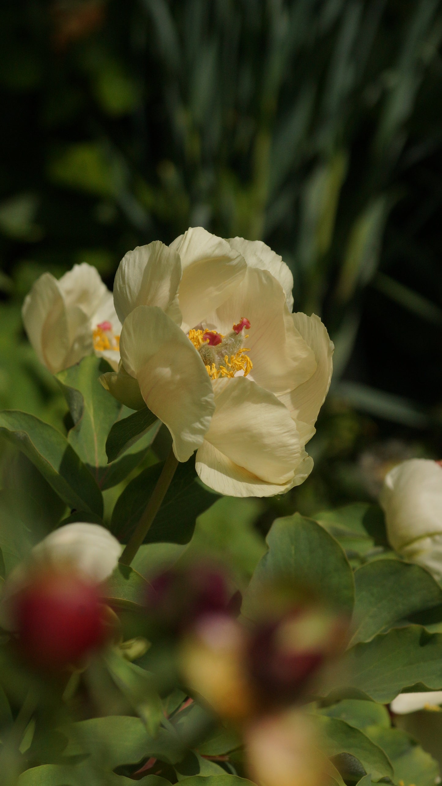 Paeonia daurica subsp. mlokosewitschii - Mlokosewitschs Pfingstrose
