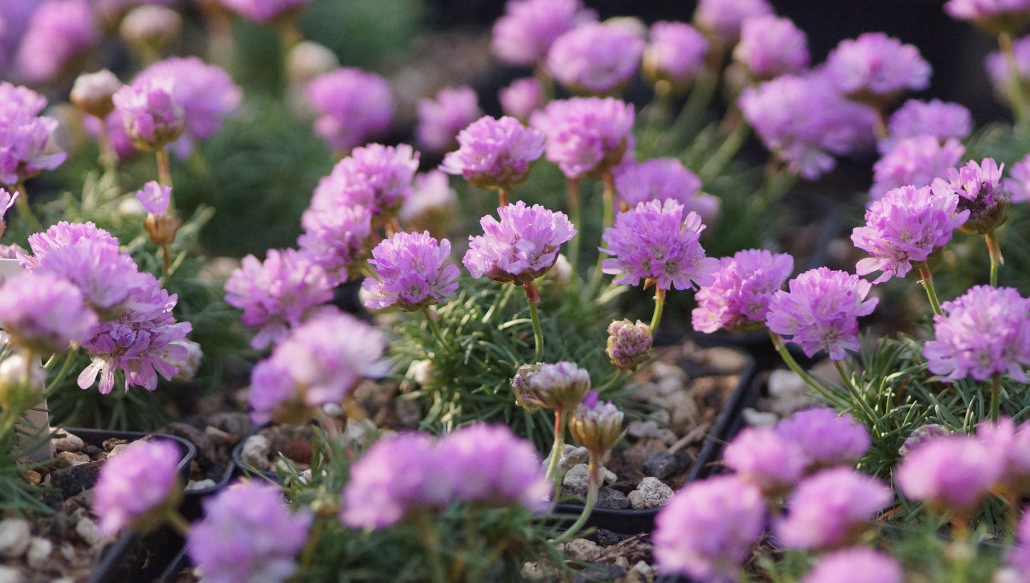 Armeria juniperifolia - Zwerg-Grasnelke