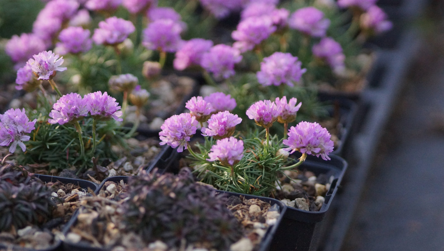 Armeria juniperifolia - Zwerg-Grasnelke