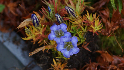 Gentiana sino-ornata 'Berrybank Sky' - Chinesischer Herbst-Enzian