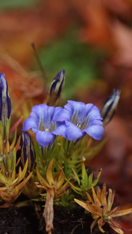 Gentiana sino-ornata 'Berrybank Sky' - Chinesischer Herbst-Enzian