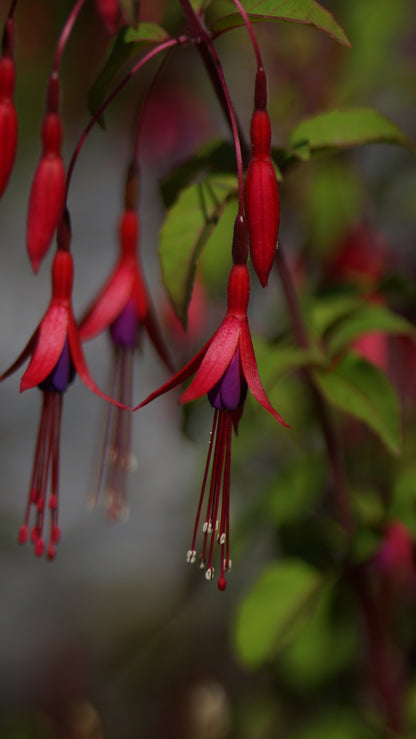 Fuchsia magellanica var. gracilis - Freiland-Fuchsie