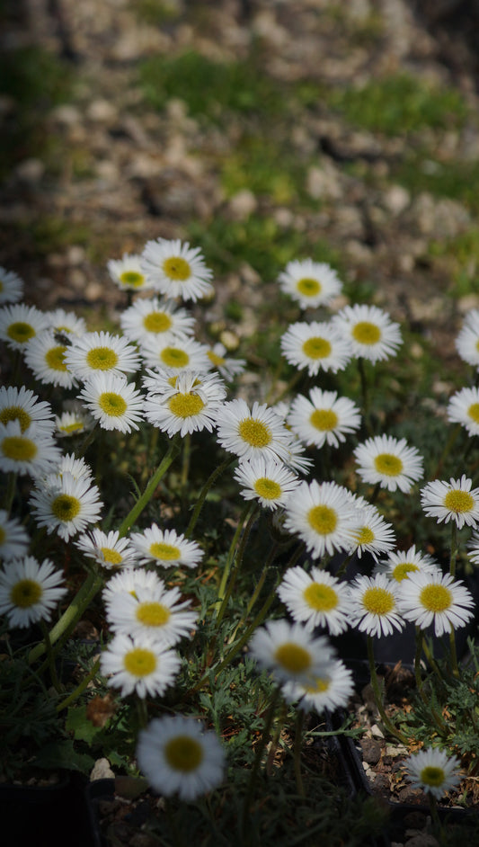 Erigeron compositus - Vielgestaltiges Berufskraut