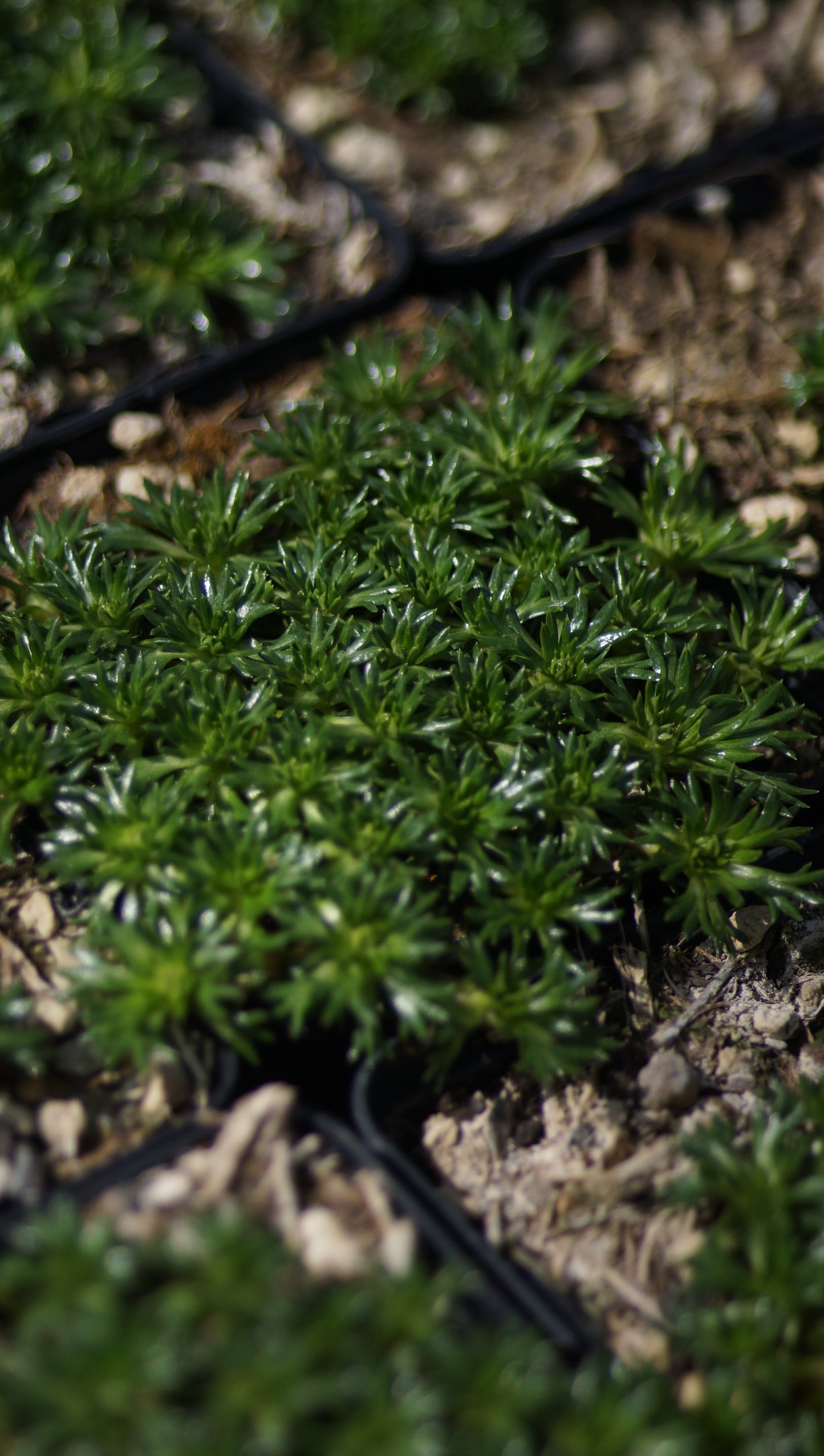 Azorella trifurcata 'Nana' - Andenpolster