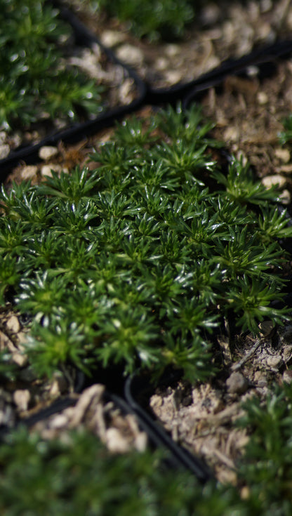 Azorella trifurcata 'Nana' - Andenpolster