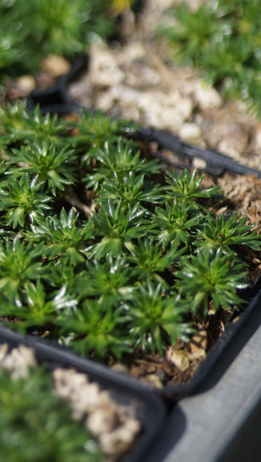 Azorella trifurcata 'Nana' - Andenpolster