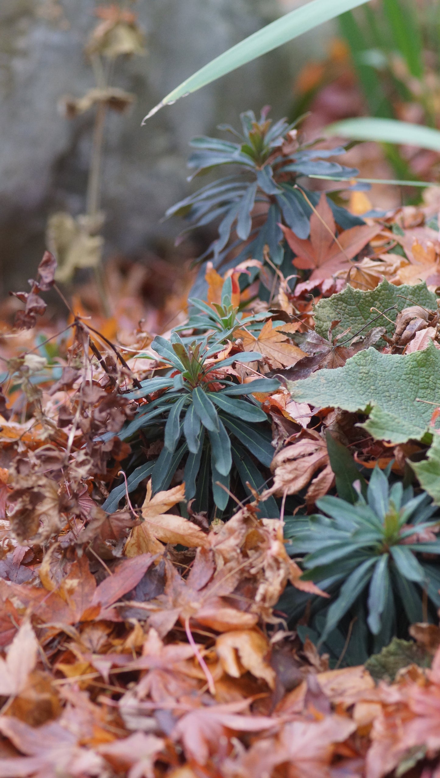 Euphorbia amygdaloides 'Purpurea' - Mandelblättrige Wolfsmilch