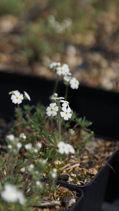 Androsace villosa subsp. koso-poljaanskii - Zottiger Mannsschild