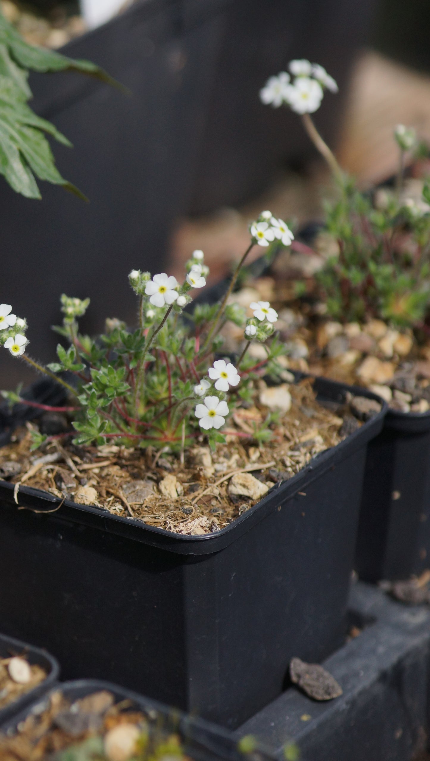 Androsace villosa subsp. koso-poljaanskii - Zottiger Mannsschild