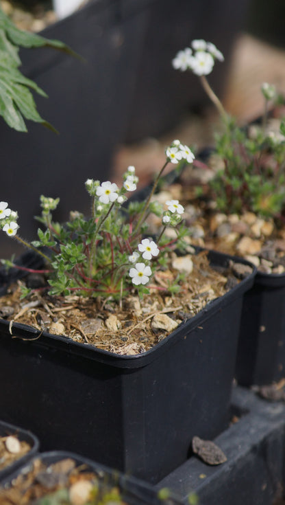 Androsace villosa subsp. koso-poljaanskii - Zottiger Mannsschild