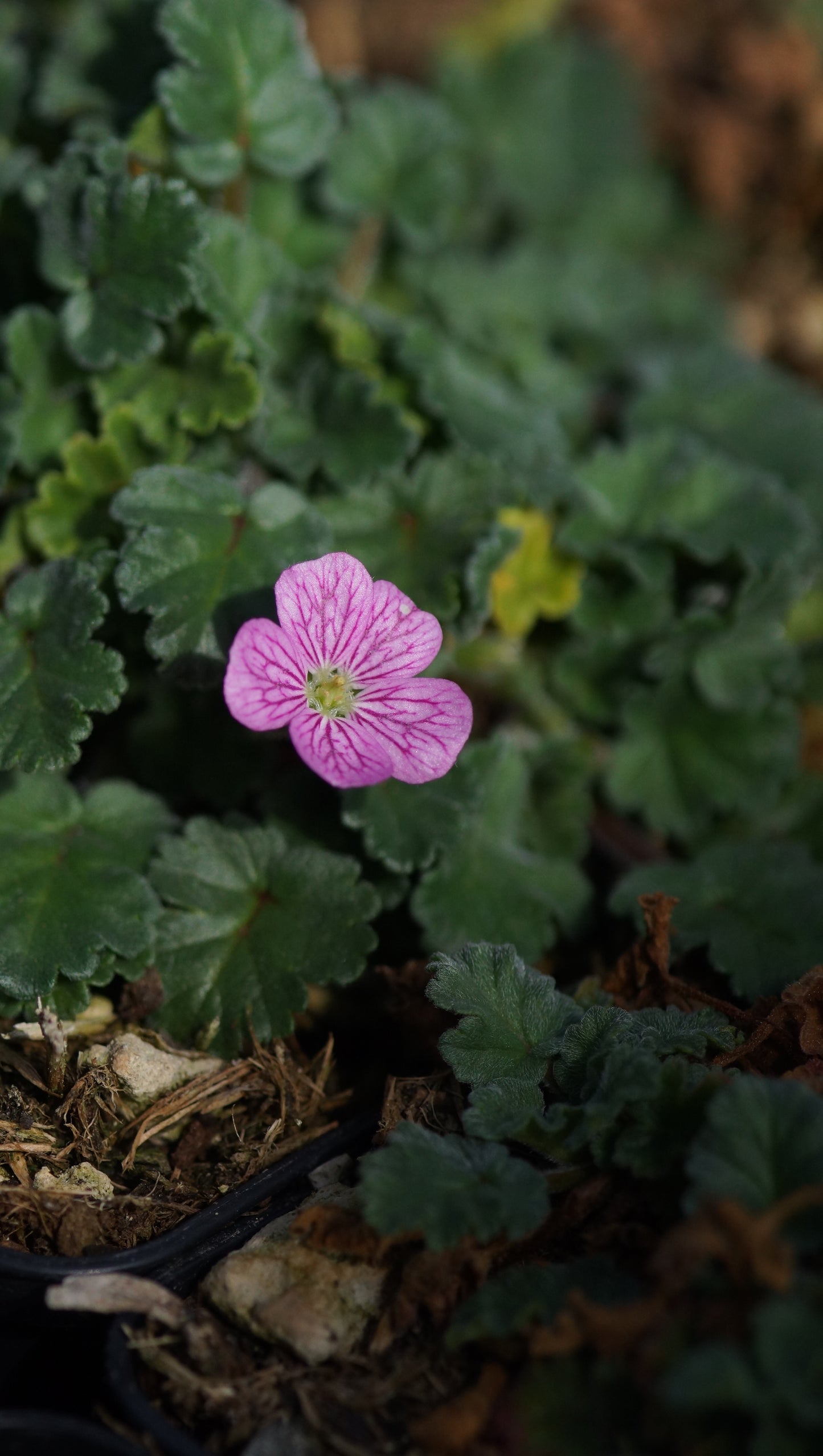Erodium x variabile 'Bishops Form' - Reiherschnabel