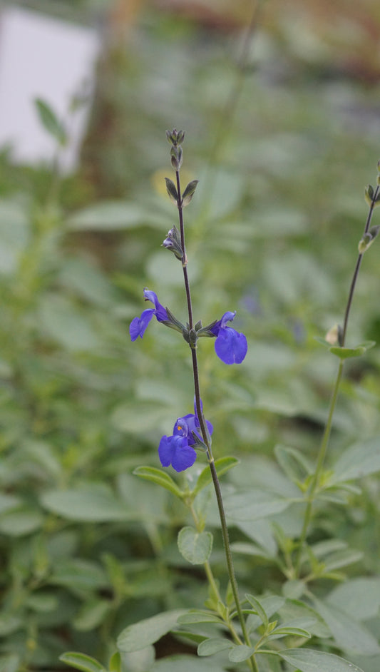 Salvia greggii 'Blue Note' - Blauer Pfirsich-Salbei