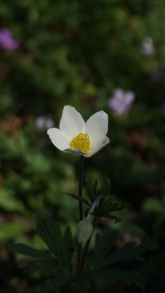 Anemone sylvestris - Grosses Windröschen