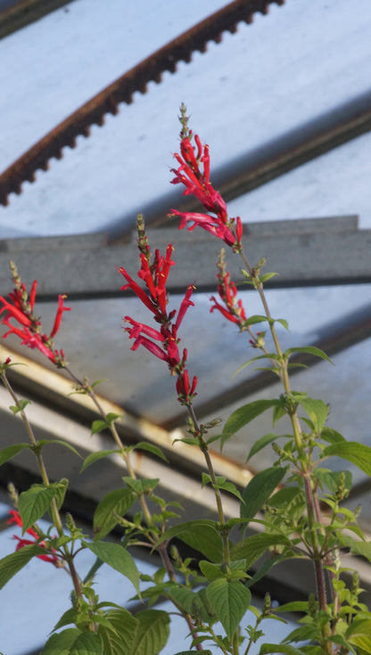 Salvia rutilans 'Pineapple Scarlet' - Ananas-Salbei