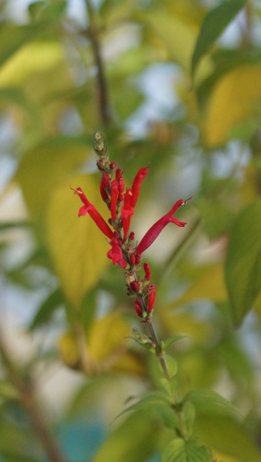 Salvia rutilans 'Pineapple Scarlet' - Ananas-Salbei