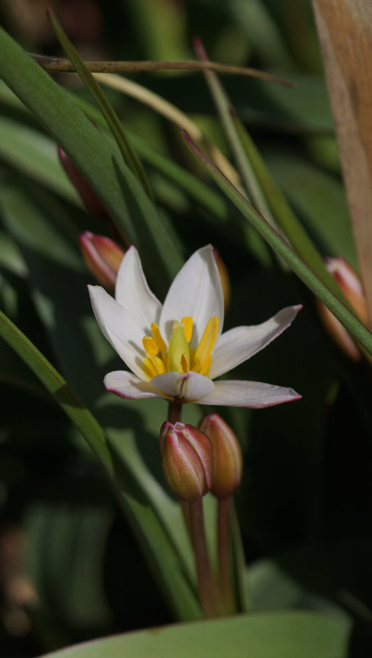 Tulipa cretica 'Hilde' - Kretische Tulpe