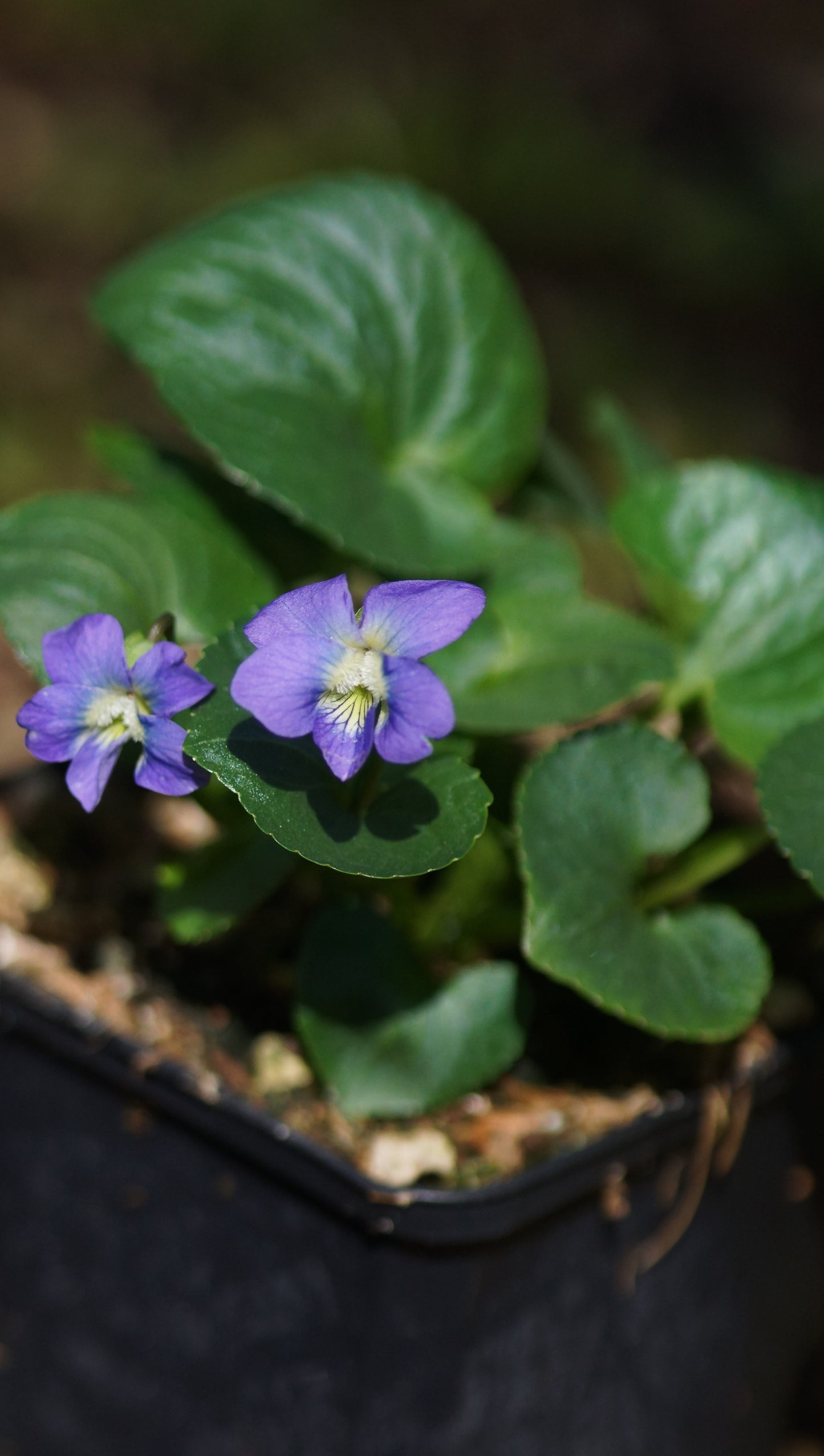 Viola sororia 'Blue Diamond' - Pfingst-Veilchen