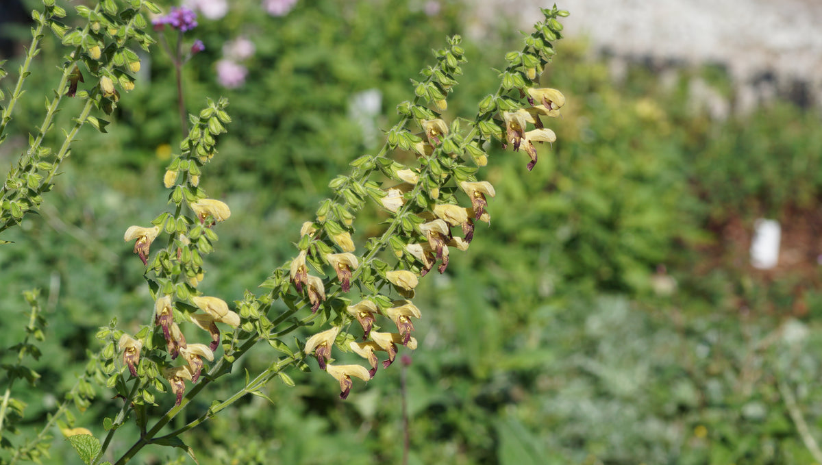Salvia glutinosa x bulleyana 'Amber' - Salbei