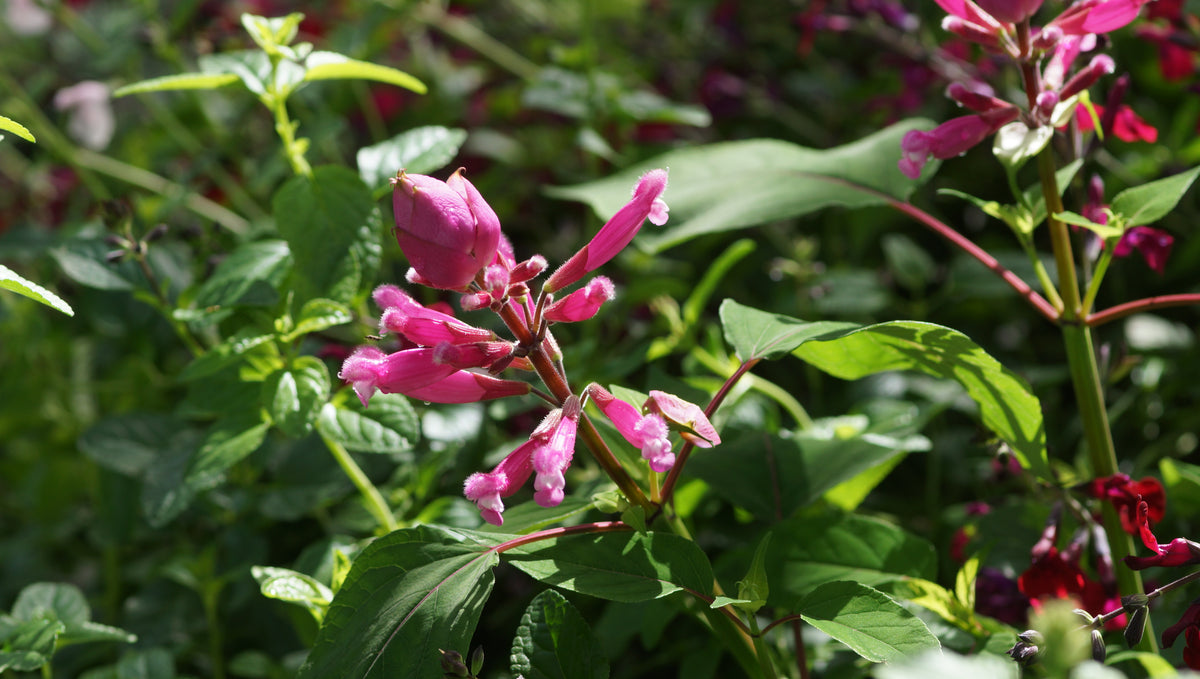 Salvia involucrata 'Bethellii' - Rosenblatt-Salbei