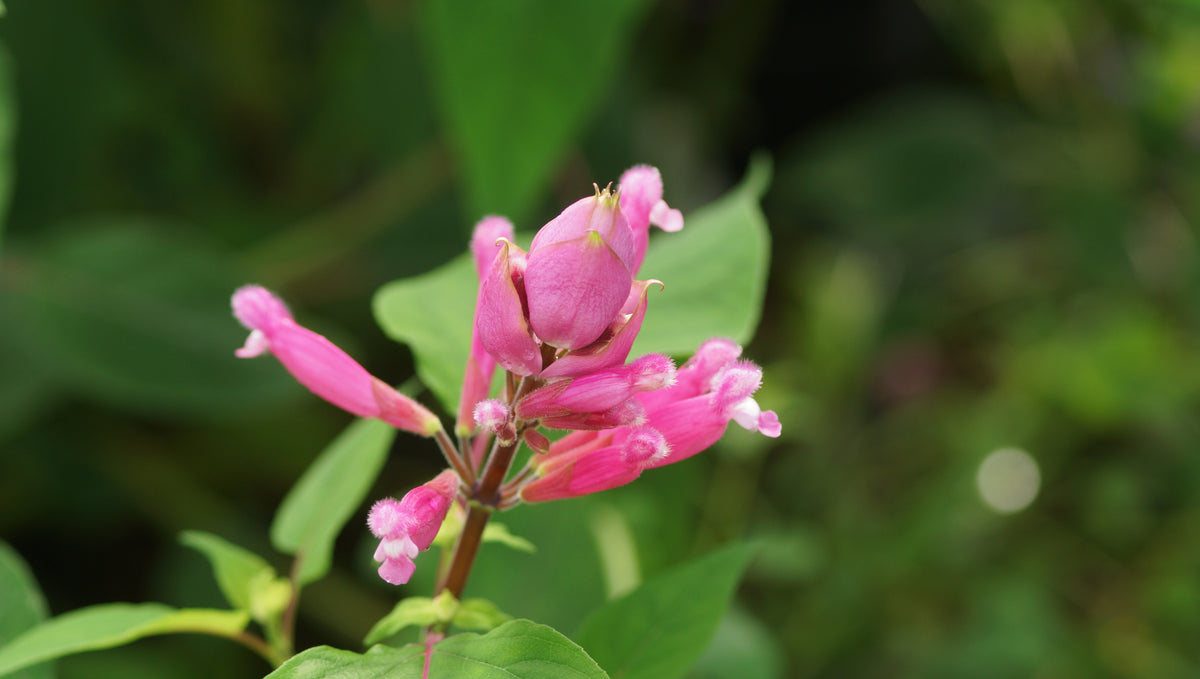Salvia involucrata 'Bethellii' - Rosenblatt-Salbei