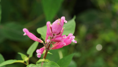 Salvia involucrata 'Bethellii' - Rosenblatt-Salbei