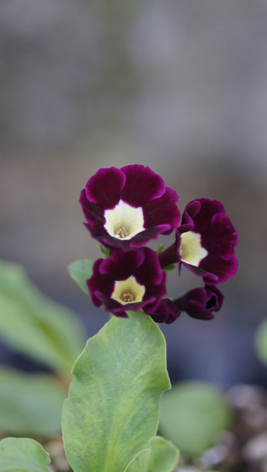 Primula x auricula 'Argus' - Schau-Aurikel