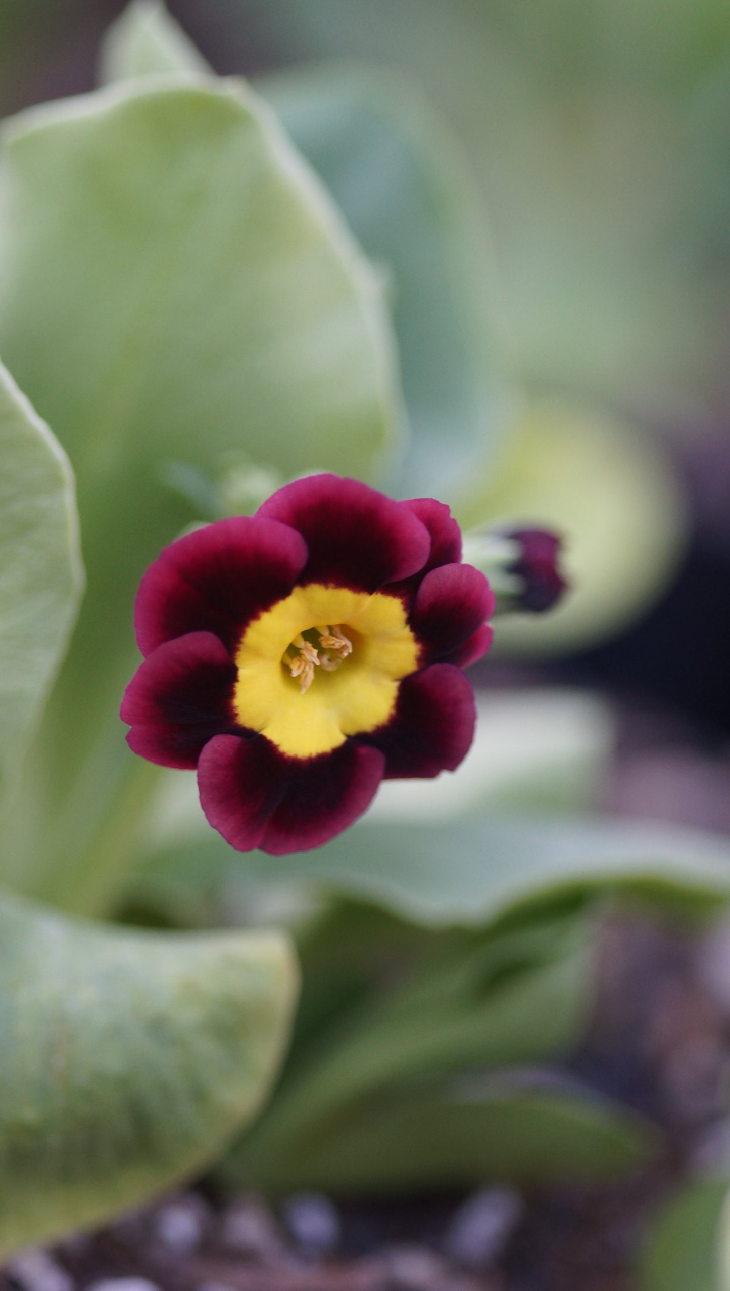 Primula x auricula 'Vulcan' - Schau-Aurikel