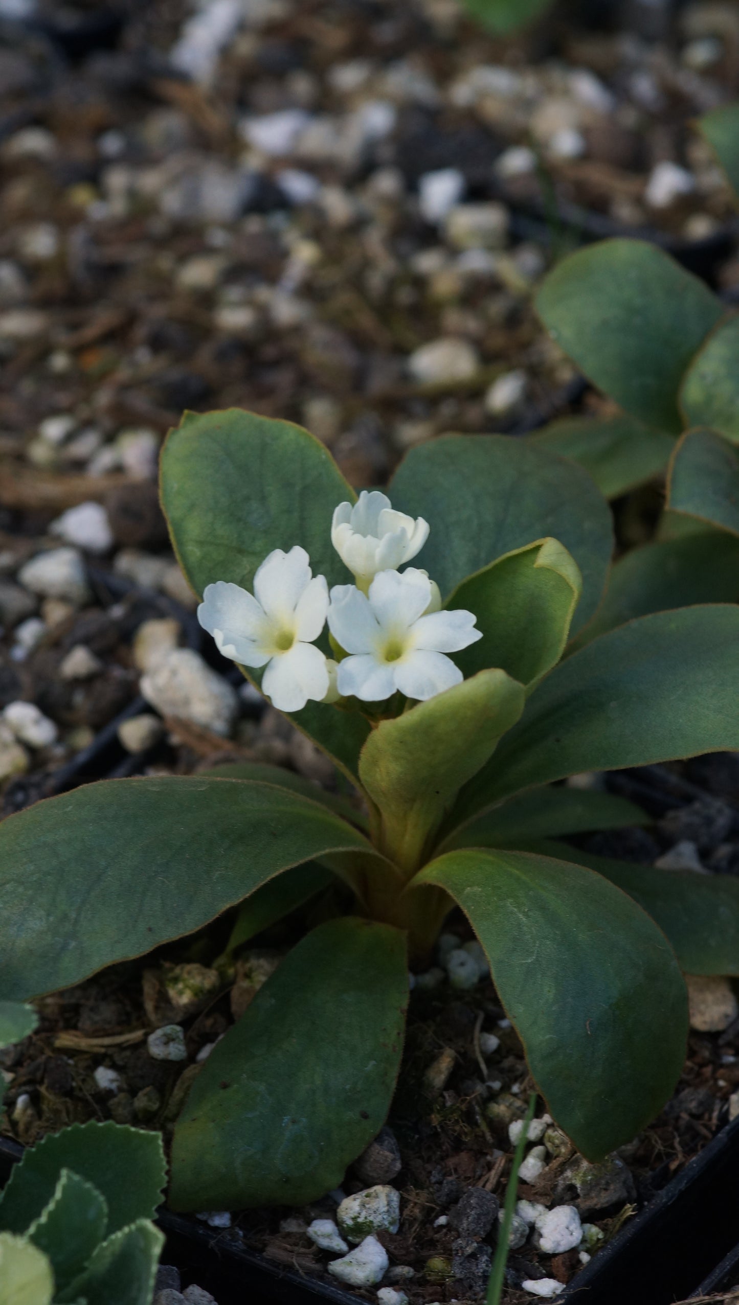 Primula pedemontana 'Alba' - Piemonter Alpen-Primel