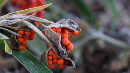 Iris foetidissima - Korallen-Schwertlilie
