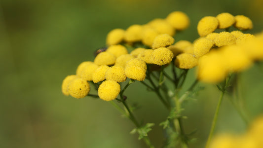 Tanacetum vulgare - Rainfarn