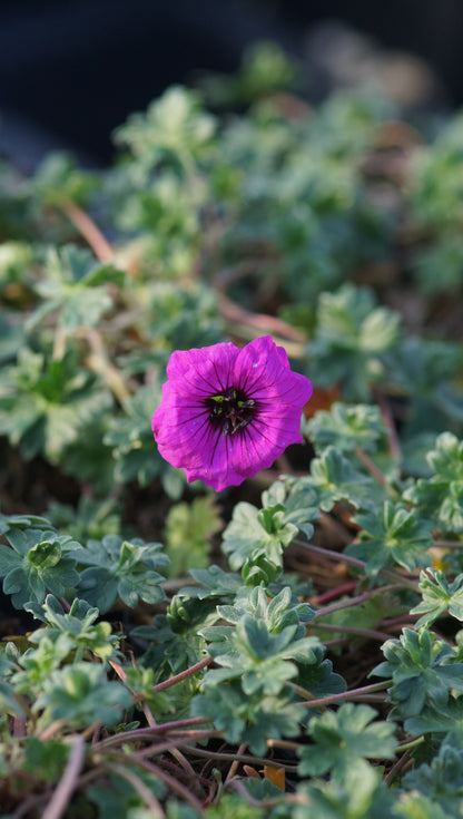 Geranium cinereum var. subcaulescens - Aschgrauer Storchschnabel