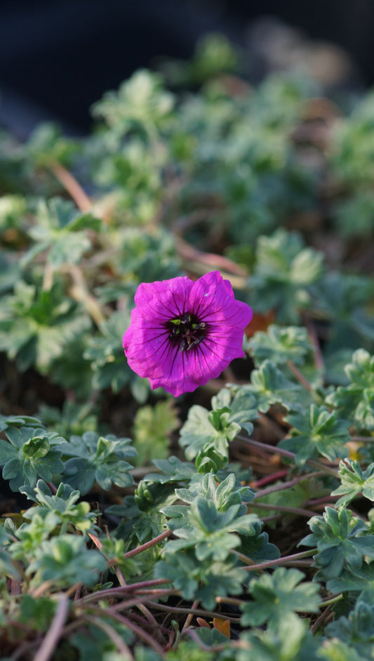Geranium cinereum var. subcaulescens - Storchschnabel