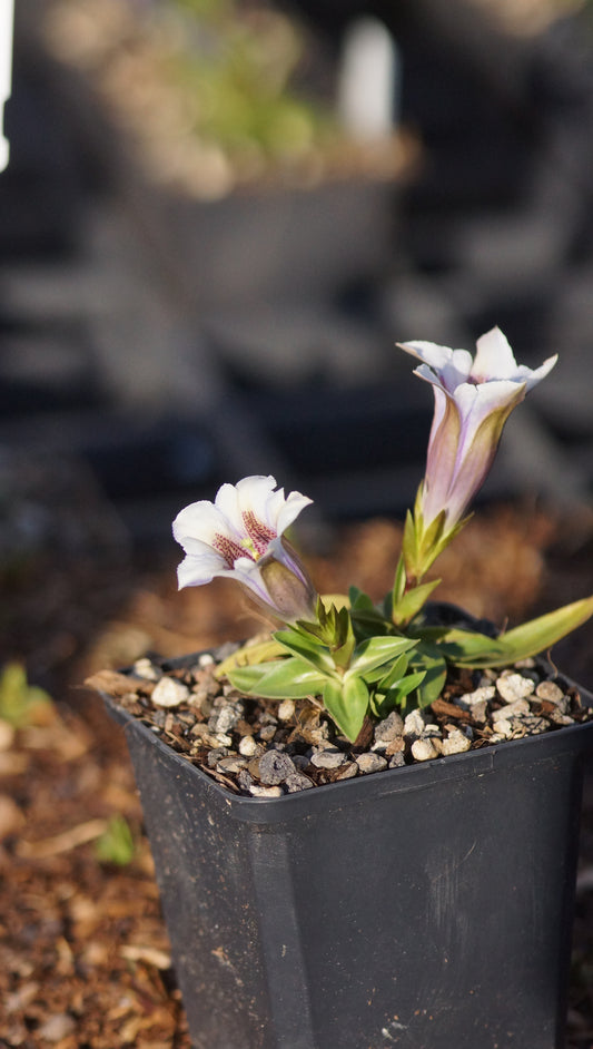 Gentiana clusii 'Albo-Caerulea' - Clusius-Enzain