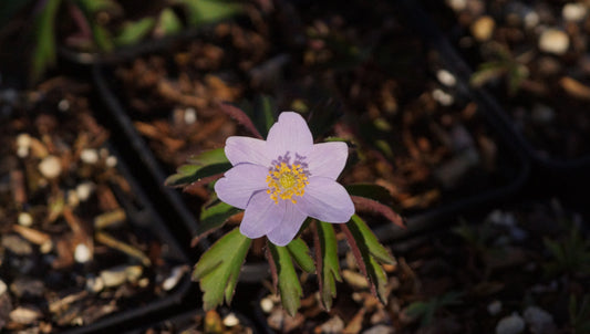 Anemone nemorosa 'Celestial' - Buschwindröschen