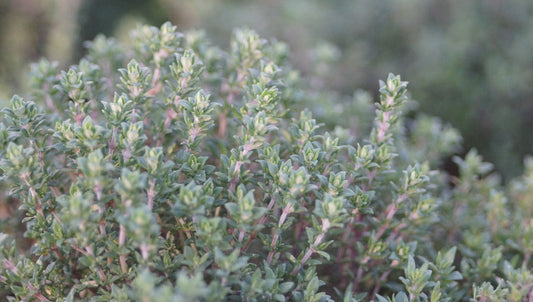 Thymus vulgaris 'Compactus' - Kleiner Gewürz-Thymian