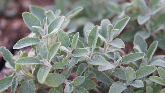 Salvia officinalis 'Nazareth' - Marzipan-Salbei