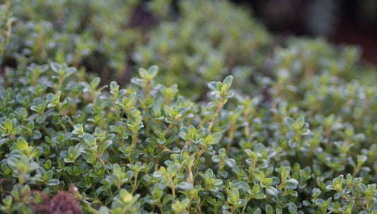 Thymus species 'Kokos' - Kokos-Thymian