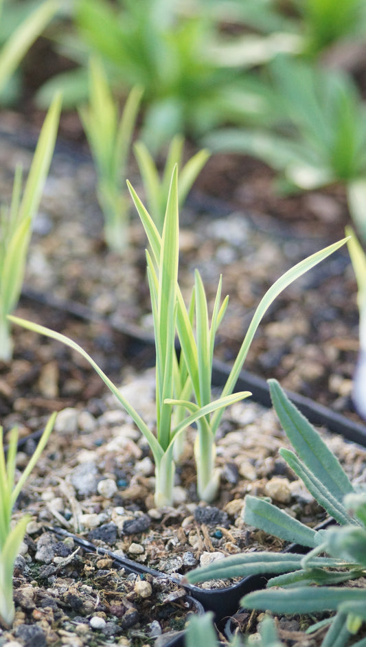 Anthericum liliago 'Rolands Moonbeam' - Weissbunte Graslilie