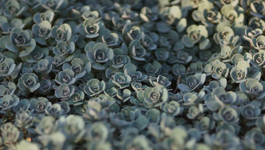 Sedum cauticola 'Lidakense' - Fettblatt