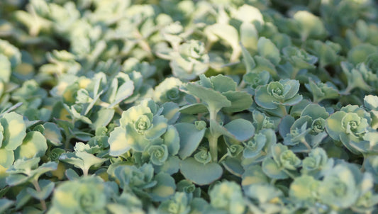 Sedum sieboldii 'Mediovariegatum' - Oktober-Fettblatt