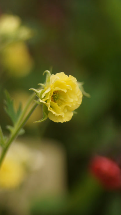 Geum Hybride 'Cocktail Gimlet' - Nelkenwurz