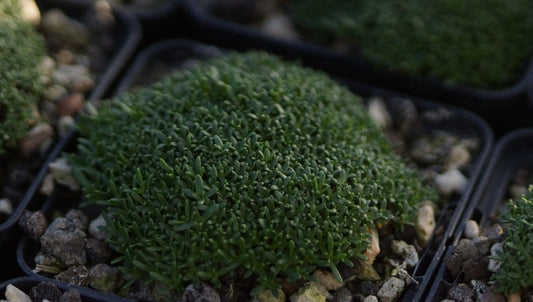 Gypsophila aretioides var. caucasica - Dichtpolstriges-Gipskraut