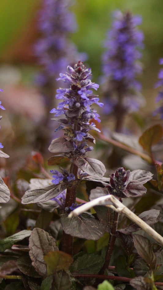 Ajuga reptans 'Braunherz' - Purpur-Günsel
