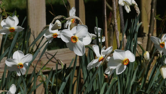 Narcissus poeticus 'Actaea' - Dichter-Narzisse
