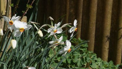Narcissus poeticus 'Actaea' - Dichter-Narzisse