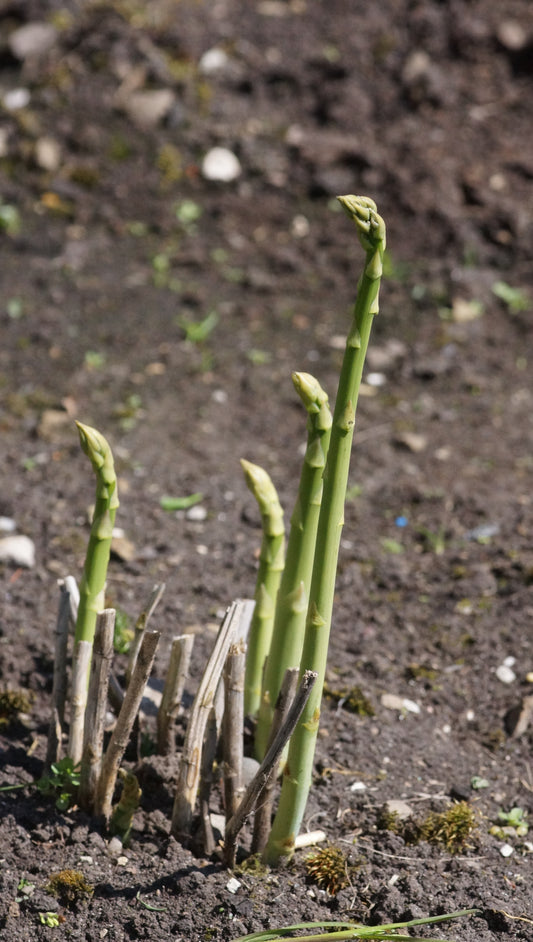 Asparagus officinalis 'Vegalim' - Spargel